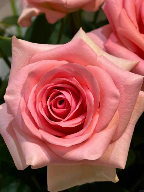 Spring Song Rose