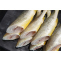 Small Croaker Yellow Croakes Fruits de mer