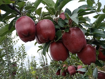2019 year new fresh Huaniu apple