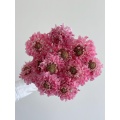 বিবাহের জন্য উচ্চ মানের তাজা কাট গোলাপী Scabiosa