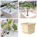 Hydroponics tomatoes dutch grow tank bucket system