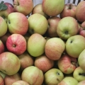 Wysokiej jakości czerwone pyszne świeże jabłko galowe