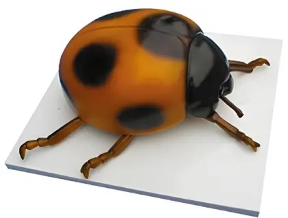Seven star ladybug model
