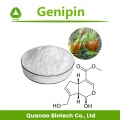 Cape Jasmin Fruchtgarten Gartenia Extrakt Geniposid 98% Pulver