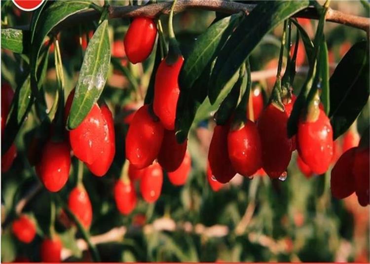 Berkualiti tinggi yang disahkan Top goji berry / wolfberry