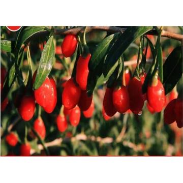 High Quality Certified Top grade goji berry/wolfberry