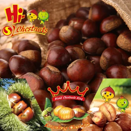 Sweet Raw fresh chestnut for sale---- bulk fresh raw chestnut