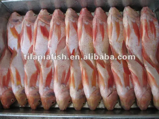 Hot Sales China High Quality Red Tilapia