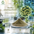 Ingrediente microbiano probiótico Bacillus Amyloliquefaciens