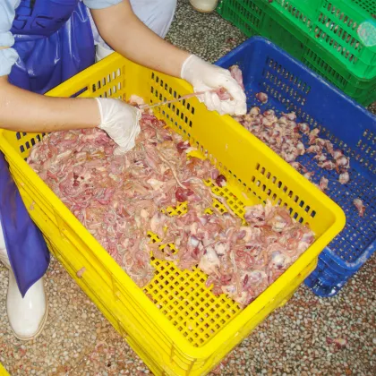 Quail bird processing equipment