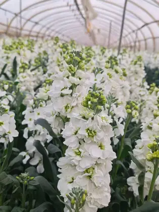 High Quality Fresh Cut Flowers White Violet Flowers