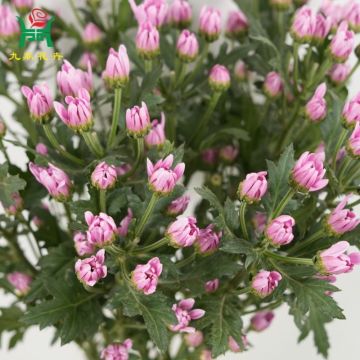 Veronica Multi-Color Spray Mums Flowers