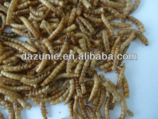 Microwave Dried Mealworm
