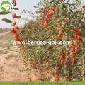 Factory Supply Fruit Bulk A Grade Goji-bessen