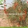 Factory Supply Fruit Bulk A Grade Goji Berries