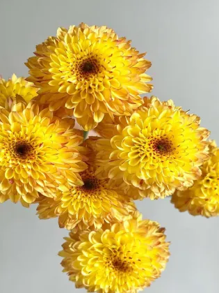 Bruno Orange Daisy spray chrysanthemum