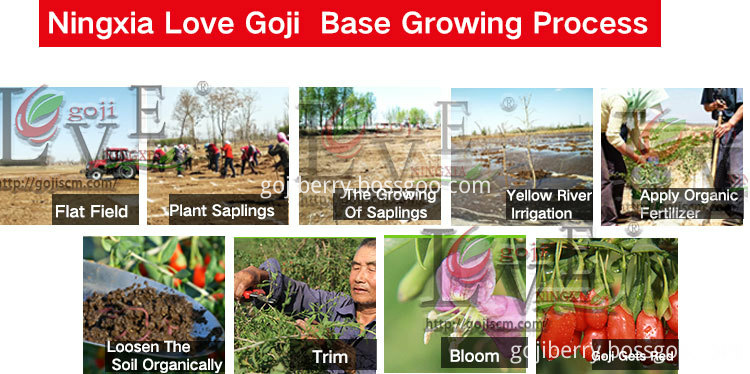 goji base growing process