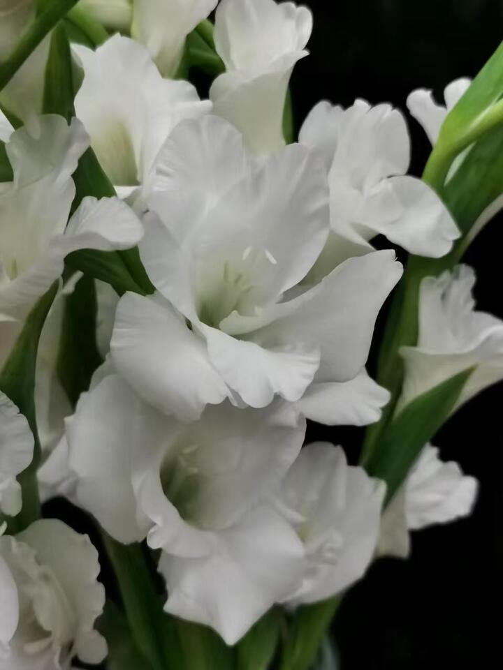 White Gladiolus