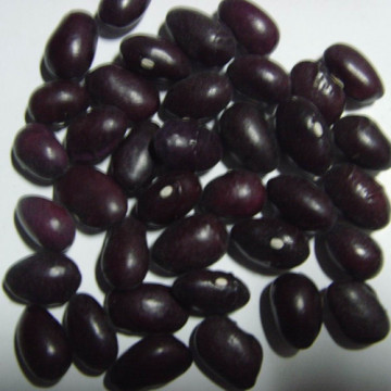 Purple Round Kidney Bean