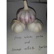 Jinxiang Chinese Normal White Garlic