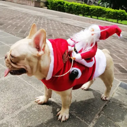 Christmas pet funny clothes Santa riding deer clothes