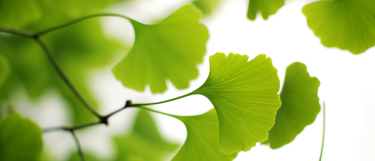 Ginkgo-Biloba-Extract