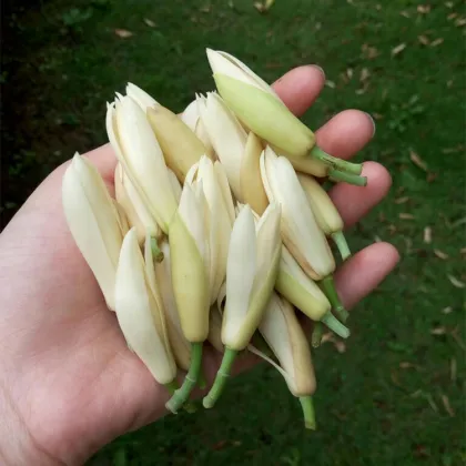 Pure Natural Michelia Alba Flower Oil