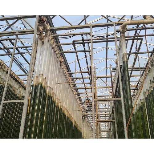 Microalgae Multi Type Agricultural Planting Greenhouse