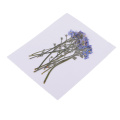 10x Pressed Flowers Forget-me-not Organic Dried Flower DIY Floral Art Crafts