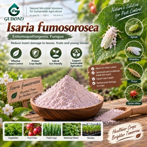 مسحوق الميكروبات Isaria fumosorosea لإدارة الآفات البيولوجية