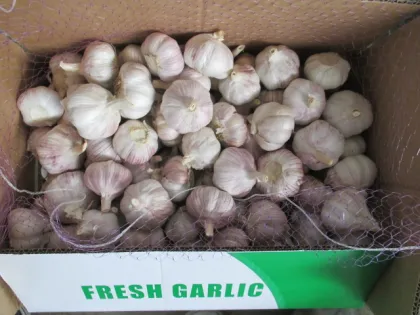 Crop 2020 Fresh Garlic