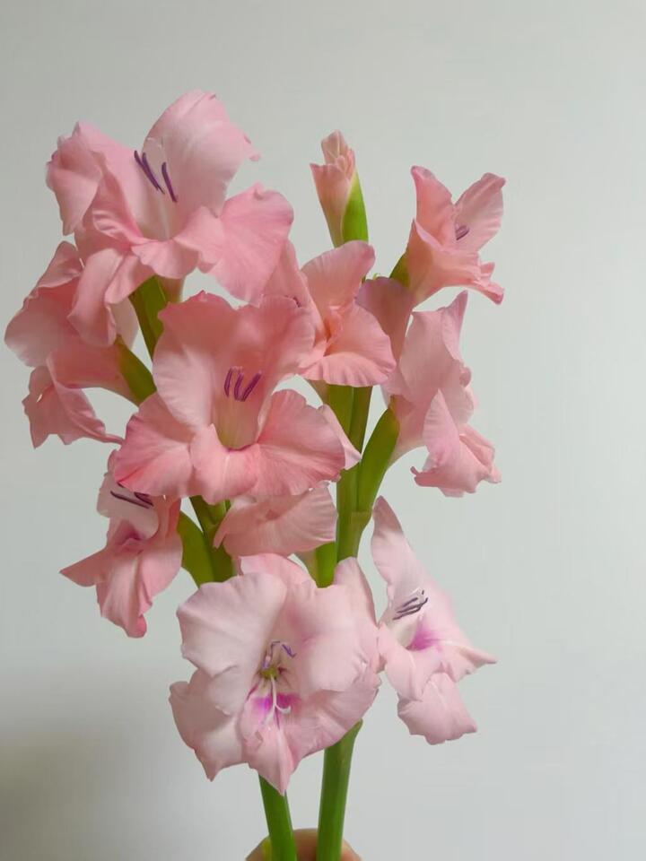 Gladiolus Adina pink
