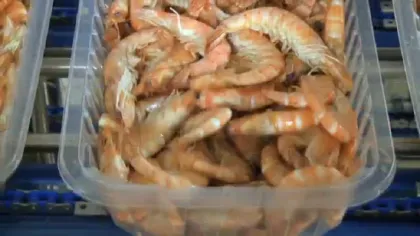 TIGER SHRIMP
