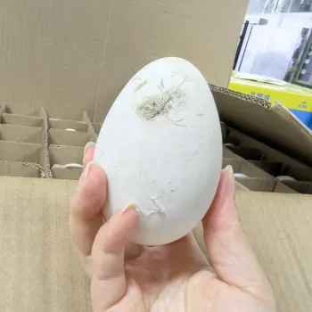 Korean style roasted goose eggs