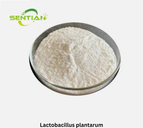 Probiotics Supplement Freeze Dried Lactobacillus Casei