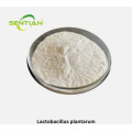 Probiotics Supplement Freeze Dried Lactobacillus Casei