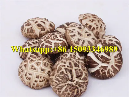 Tremella Mushroom Seeds Inoculating Machine