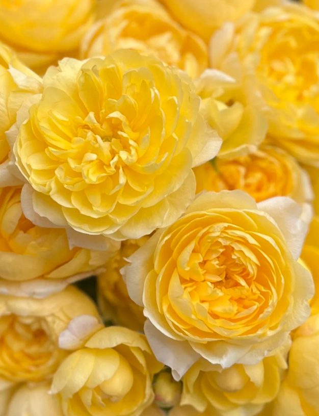 Starfruit Juice Spray Rose
