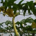 1pc 1.7*4m Plant Climbing Net Mesh10*10cm Plastic Net Flower Cucumber Plants Landing Net Frame Support Mesh