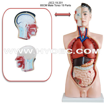 85CM Male Torso 19 Parts-J3C2.19.201