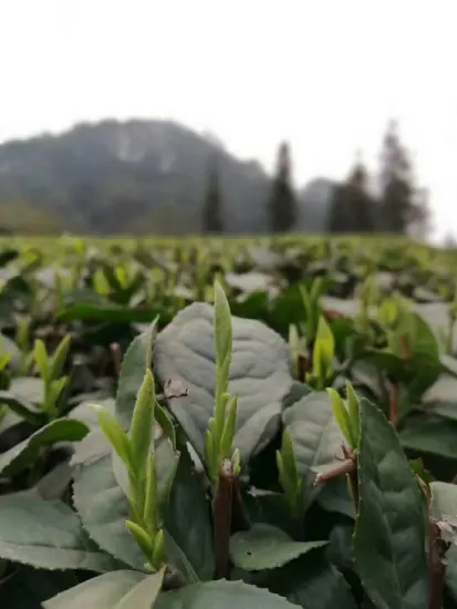 Green tea liver health