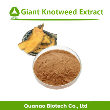 العملاق Knotweed جذمور استخراج سعر مسحوق