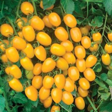 Chinese Cherry Tomato Sale