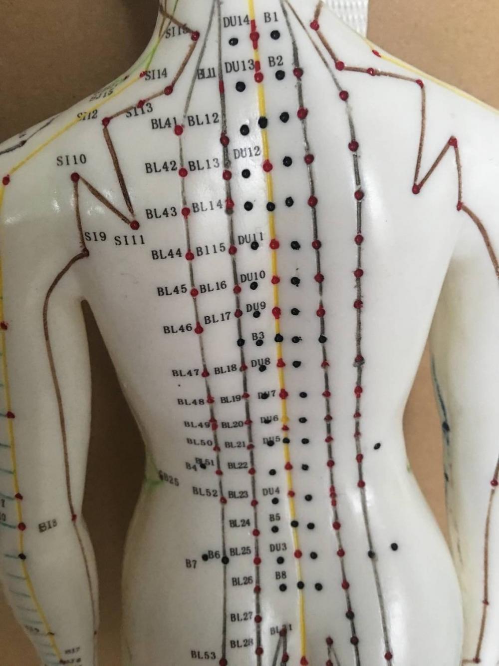 FEMALE ACUPUNCTURE MODEL