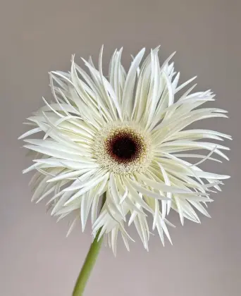 Standard chrysanthemum Silky Gerbera