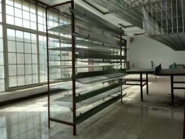 Auto Quail Farming