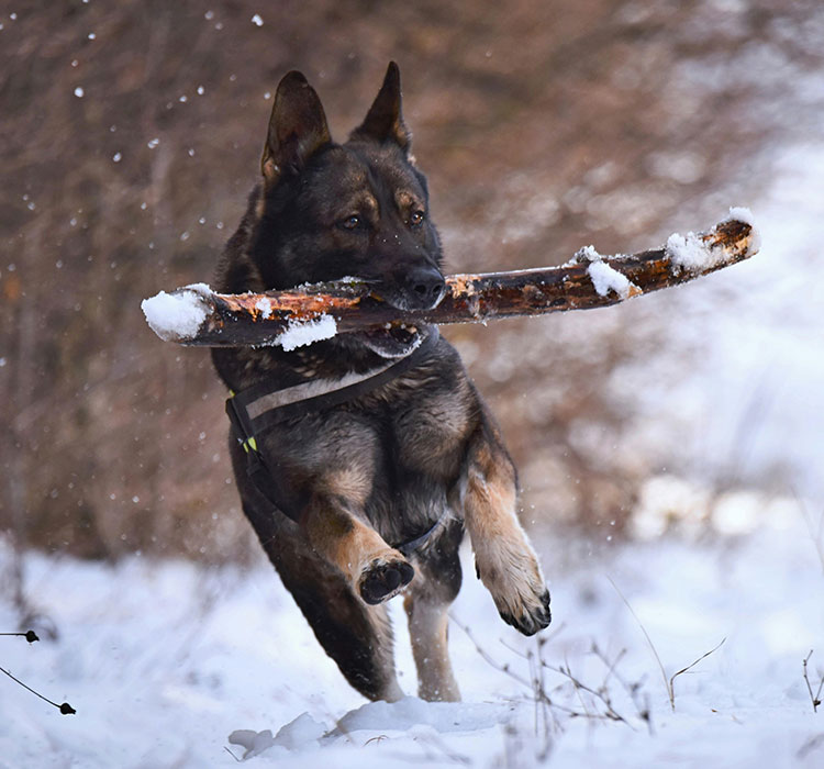 Title: The Holistic Impact of Chew Dog Toys on a Dog's Mind and Body