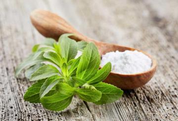 raw material stevia sweet leaf sugar plant