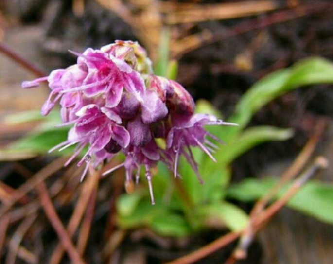 Pure Natural Spikenard Óleo Essencial Bulk