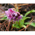 Pure Natural Spikenard Óleo Essencial Bulk